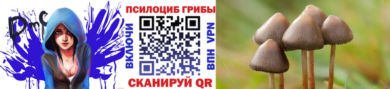 KRAKEN зеркало  Елизаветинская  Псилоцибиновые грибы Cubensis 